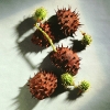 chestnuts_1
