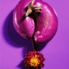 eggplantsflower