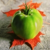 greentomatoredleaf_0