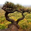 pitch pine tree  on the top of the Trapps (near Baby?)