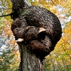 tree burl off the Coxing Trail