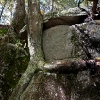 trunk-climbing-slimyrock