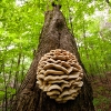 large fungus on tree off Cedar Drive