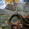 climbing trunk and roots by entrance to Giants Workshop