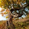 monkey tree 