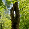 trunk-needle