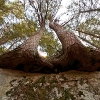 overhanging hemlocks on Laurel Ledge Rd