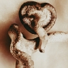 2mushroomsbw