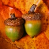 two-acorns