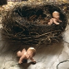 babiesnest