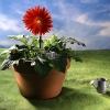 bigflower_0