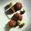 chestnuts_1