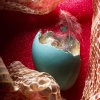 eggfeathersnakeskin