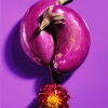 eggplantsflower