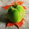greentomatoredleaf_0