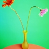 polaroid-flowers