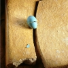 robins-egg-tile