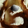 shells