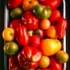 tomato-study_0