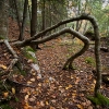 sleepy-hollow-legs_0