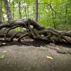 root tangle at base of Bonticou ascent trail