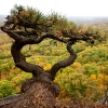 pitch pine tree on the top of the Trapps (near Baby?)