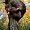 tree burl off the Coxing Trail