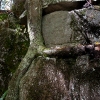 trunk-climbing-slimyrock