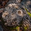 stump by Split Rock