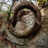 curling tree in Rock Rift