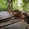 branch
