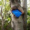 cyclops tree