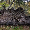 trunk-fallen