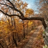 large tree horizantally overhanging Undercliff Rd