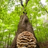 large fungus on tree off Cedar Drive