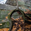 climbing trunk and roots by entrance to Giants Workshop