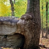 tree and rock along the trail from Sharon Ln to the old Warwarsing Rd