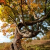 monkey tree