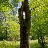 trunk-needle