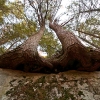 overhanging hemlocks on Laurel Ledge Rd