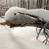 trunk-snowduck